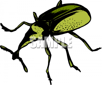 Insect Clipart