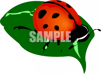 Insect Clipart