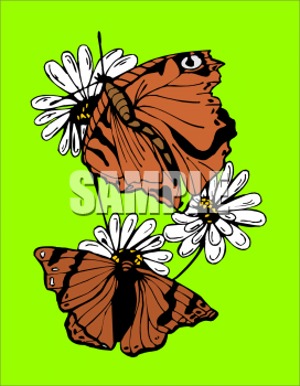 Insect Clipart
