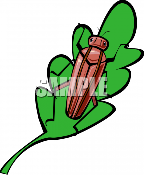 Insect Clipart