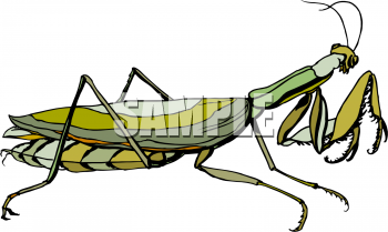 Insect Clipart