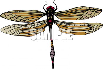 Insect Clipart