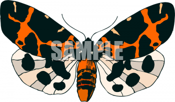 Insect Clipart