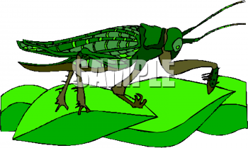 Insect Clipart