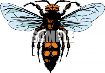 Insect Clipart