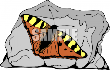 Insect Clipart
