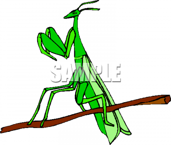 Insect Clipart