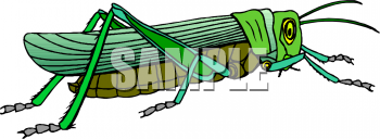 Insect Clipart