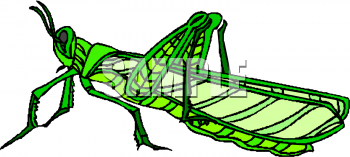 Insect Clipart