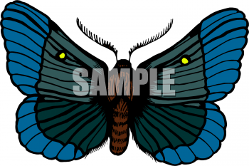Insect Clipart