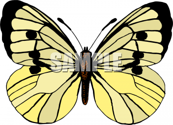 Insect Clipart