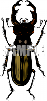 Insect Clipart