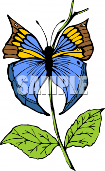 Insect Clipart