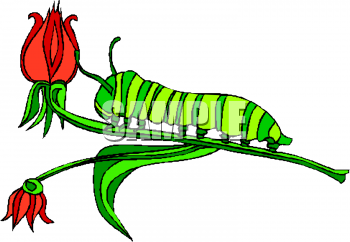 Insect Clipart