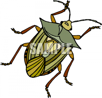 Insect Clipart