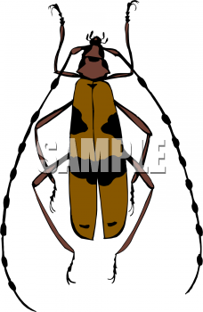 Insect Clipart
