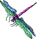 Insect Clipart