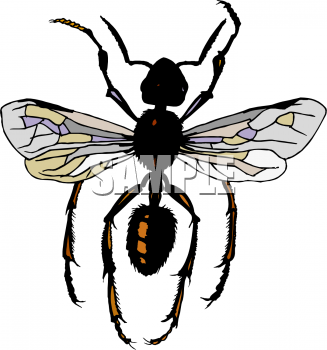 Insect Clipart