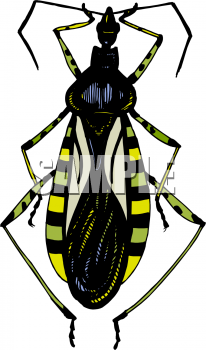 Insect Clipart