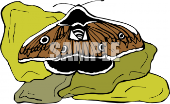 Insect Clipart