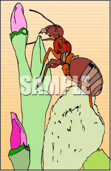 Insect Clipart