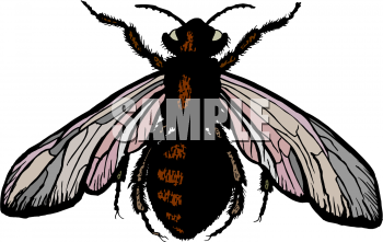 Insect Clipart