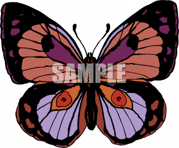 Insect Clipart
