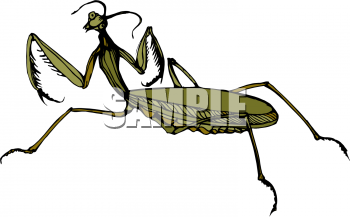 Insect Clipart