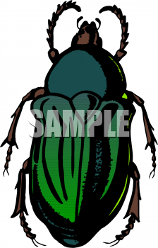 Insect Clipart