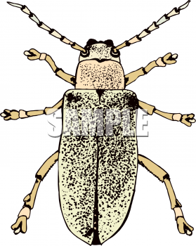 Insect Clipart