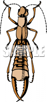 Insect Clipart
