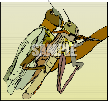 Insect Clipart