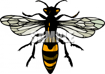 Insect Clipart