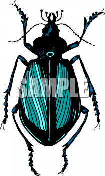 Insect Clipart