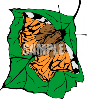 Insect Clipart