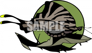 Insect Clipart