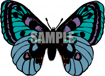 Insect Clipart