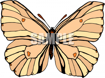 Insect Clipart