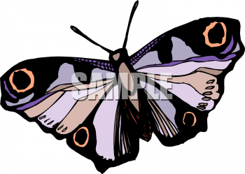 Insect Clipart