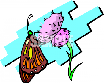 Insect Clipart