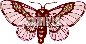Insect Clipart