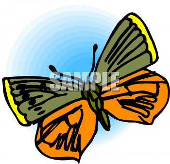 Insect Clipart