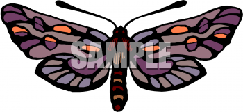 Insect Clipart