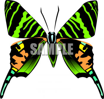 Insect Clipart