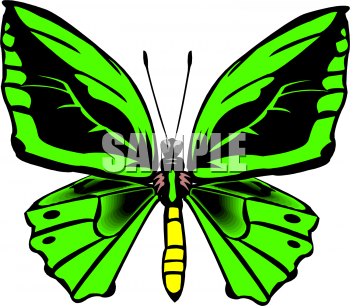 Insect Clipart