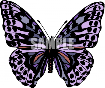 Insect Clipart