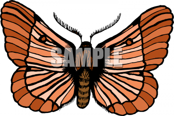 Insect Clipart