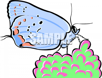 Insect Clipart