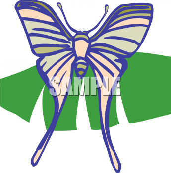 Insect Clipart