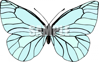 Insect Clipart